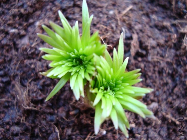 ��������ʲô