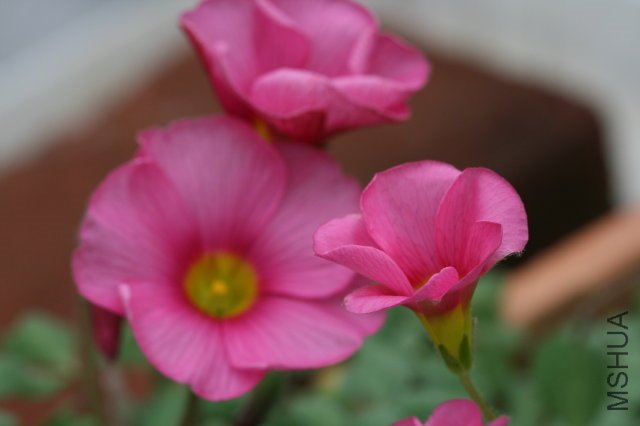 Oxalis_2010 01 01.jpg