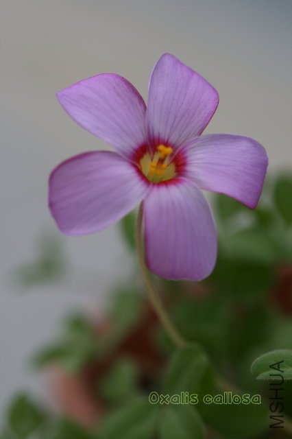 callosa 2010 01 01_4.jpg