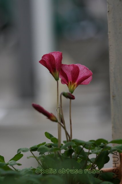 obtusa rose 2010 01 01_2.jpg