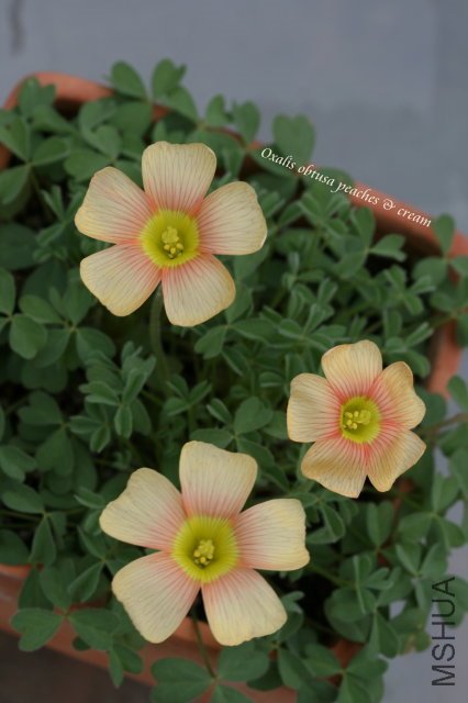 obtusa peaches & cream 2010 01 01_1.jpg