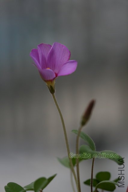 callosa 2010 01 01_2.jpg