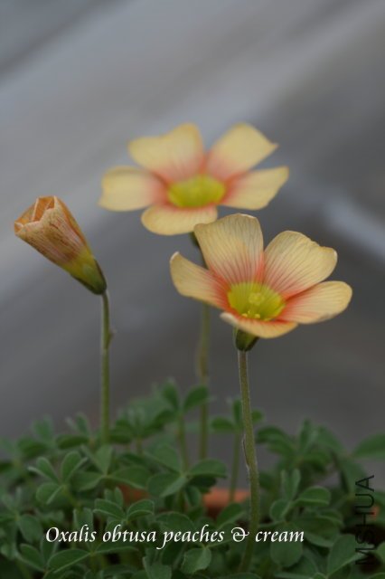 obtusa peaches & cream 2010 01 01_2.jpg