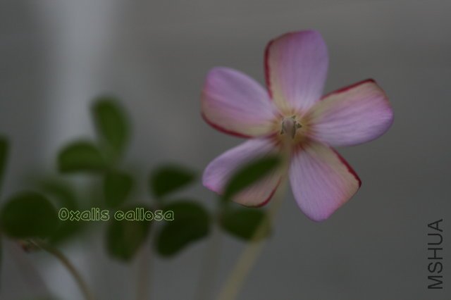 callosa 2010 01 01_3.jpg