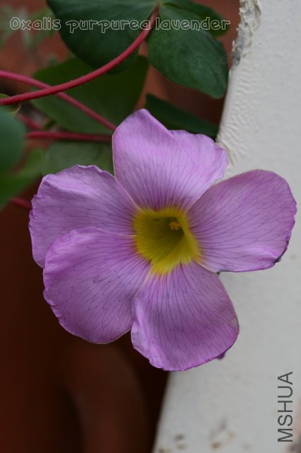 purpurea lavender_2010 01 01.jpg