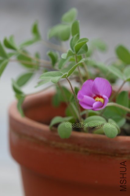 callosa 2010 01 01_1.jpg