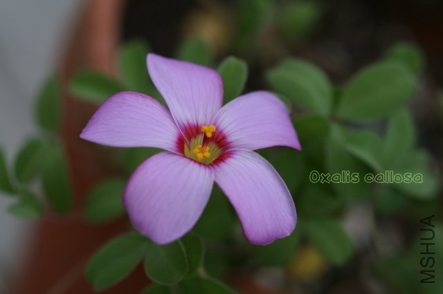 callosa 2010 01 01_5.jpg