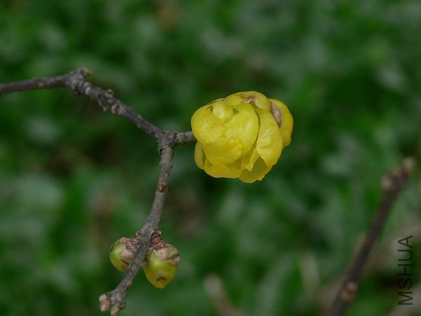 p55231487-4.jpg