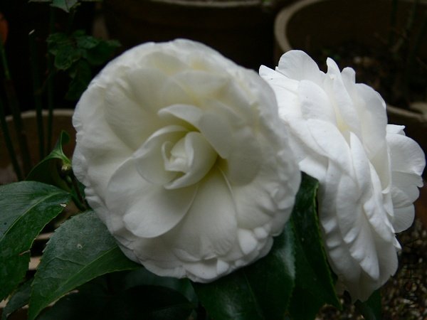 p54647015-2.jpg
