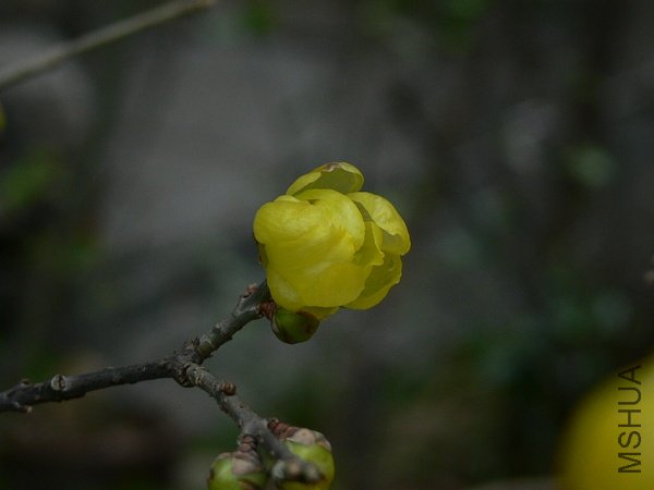 p55231487-2.jpg
