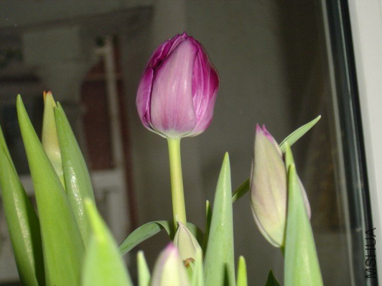 DSC01840.JPG