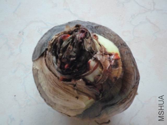 ������С P1010775.JPG