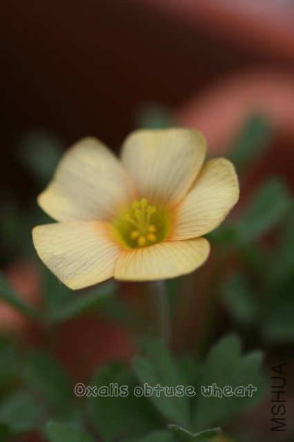 obtuse wheat 2010 10 01_2.jpg