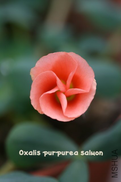 purpurea salmon 2010 01 10_1.jpg