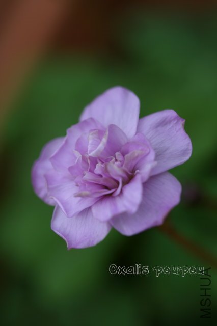 pompom 2010 01 10.jpg