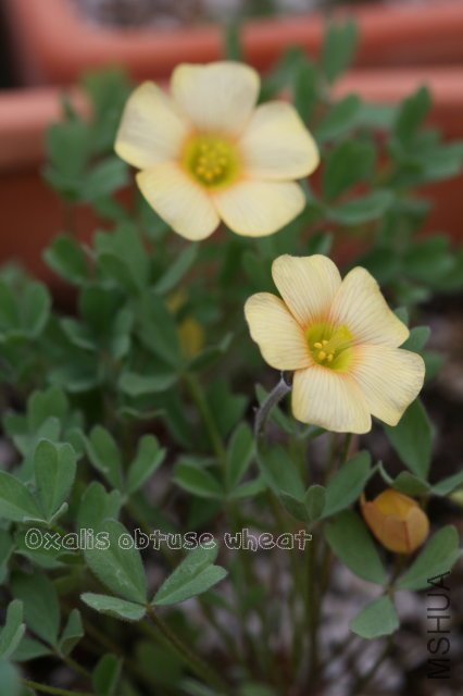 obtuse wheat 2010 10 01_4.jpg