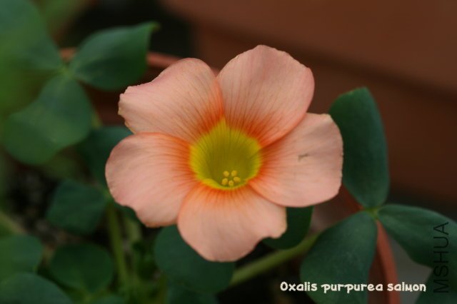 purpurea salmon 2010 01 10_4.jpg