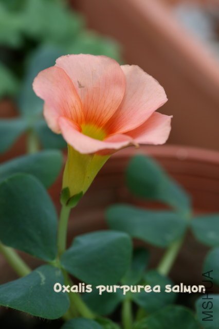 purpurea salmon 2010 01 10_2.jpg