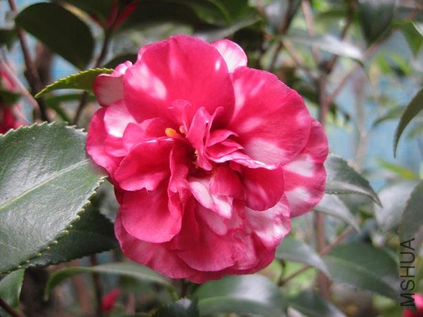 ��÷--���ʺ�