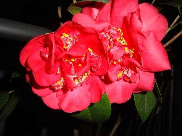 DSC01239.JPG