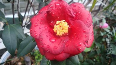 DSC04238.JPG