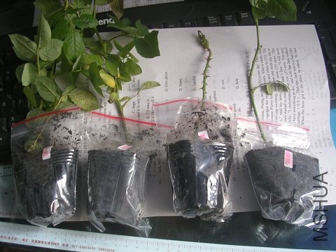 �ǲ�/�Ų�/����/������