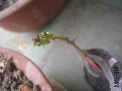 ���������ء�����