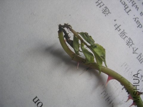 ���������ء�����