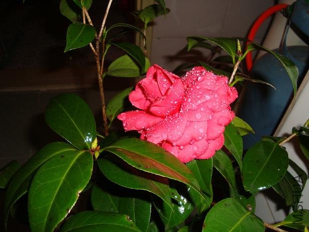 DSC01252.JPG
