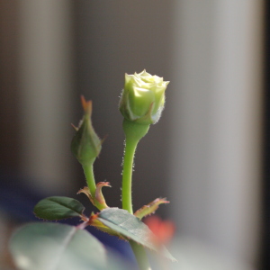 IMG_3042.JPG