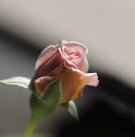 IMG_3321.JPG