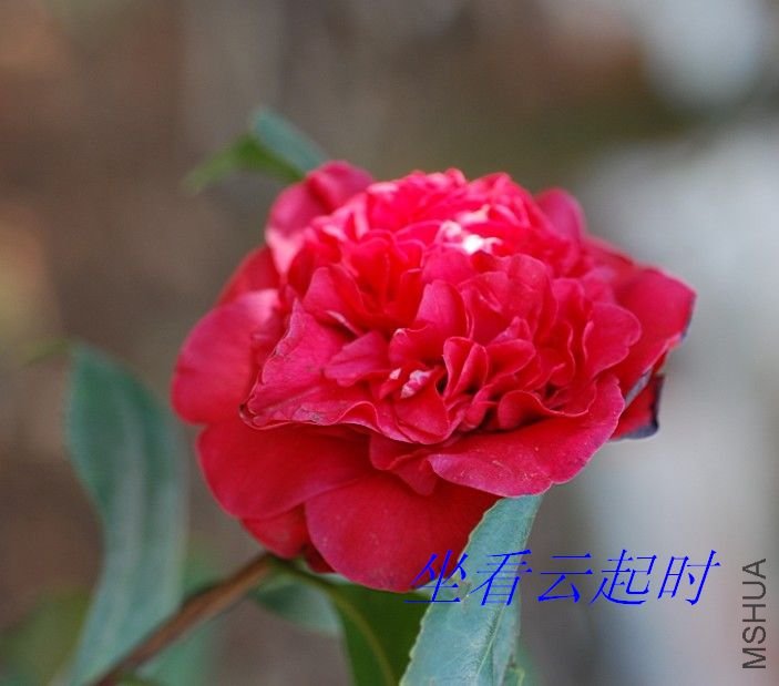 nEO_IMG_�紺�����.jpg
