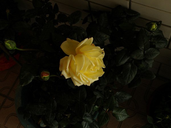 P1110027.jpg