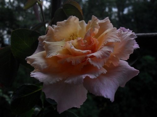 SDC11050_����.jpg