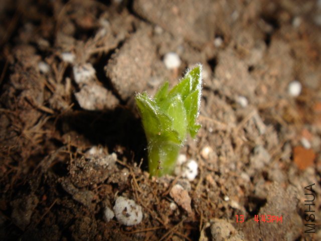 ��������������Ҳ����չ��СҶ��