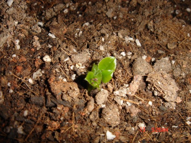 �����СҶ������չ����