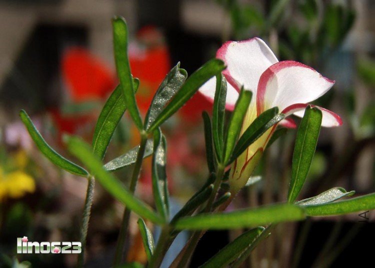 Oxalis versicolor.JPG