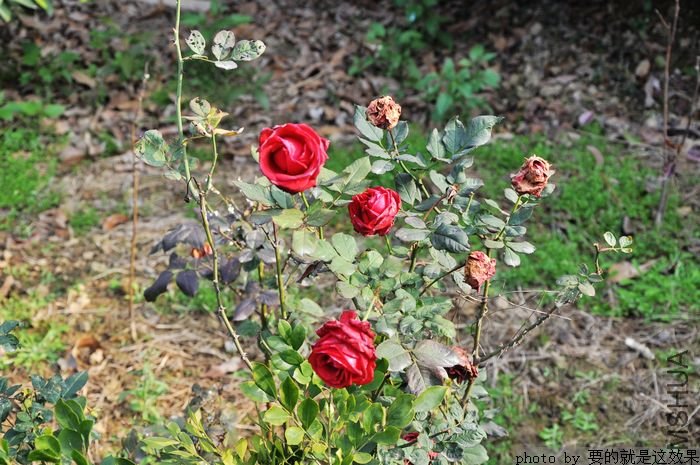 DSC_1363.jpg