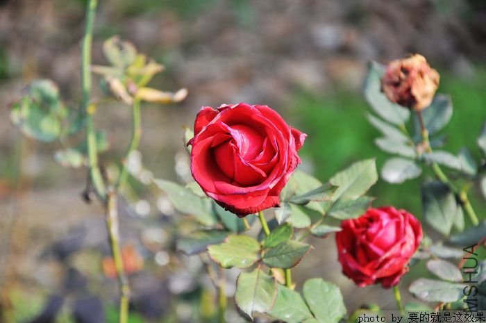 DSC_1364.jpg