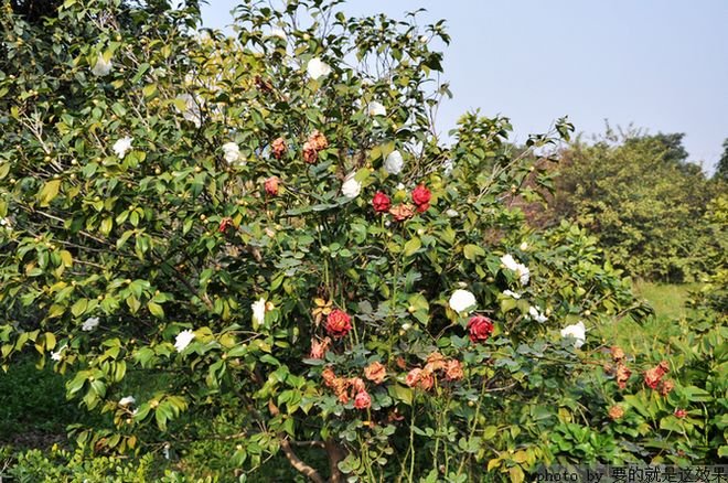 DSC_1345.jpg