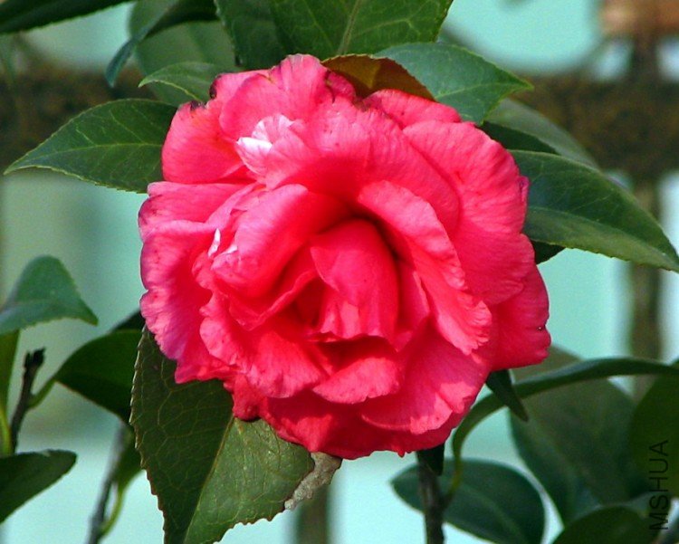 2010.01.15.ɽ�軨 004.jpg