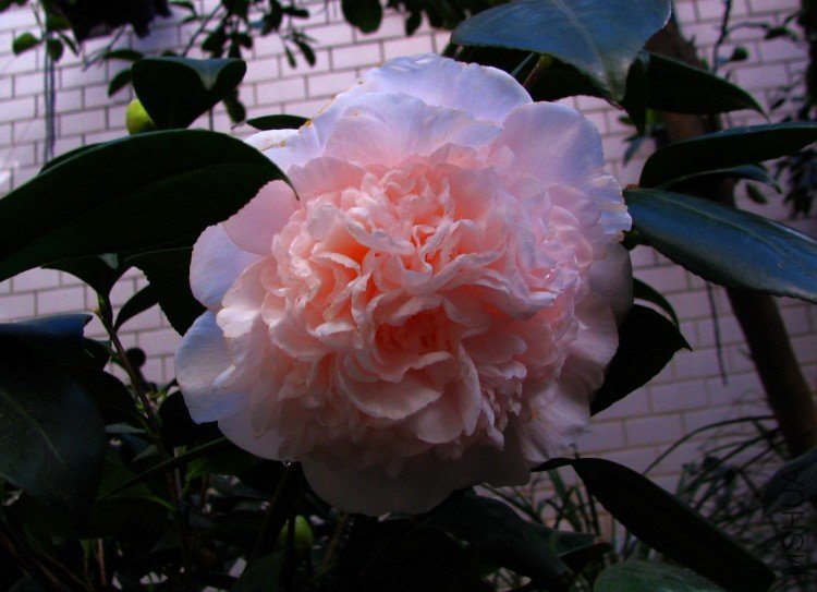 2010.01.12.зצ����ɽ�軨 026 1.jpg