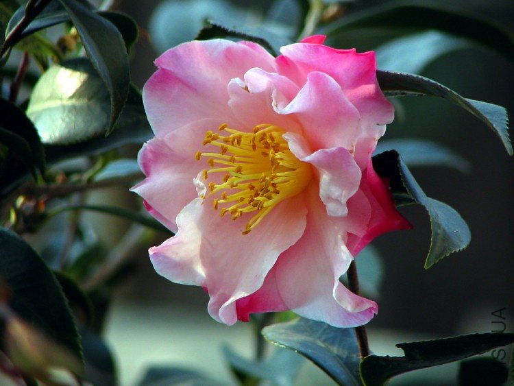 2010.01.15.ɽ�軨 007 1.jpg