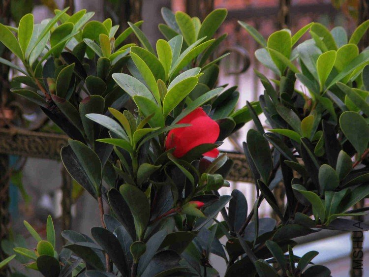 2010.01.09.зצ���Ͷž��ɽ�軨 039.jpg