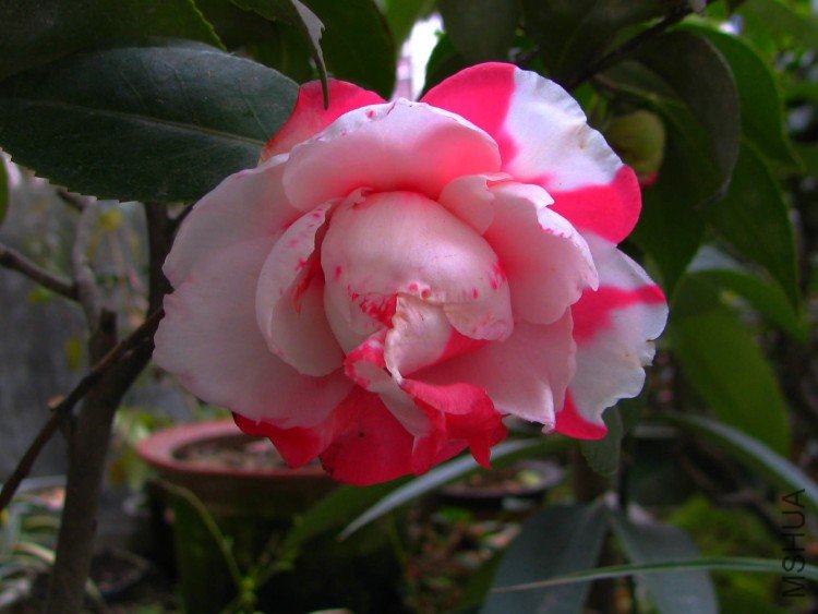 2010.01.05.��ĵ�� 002.jpg