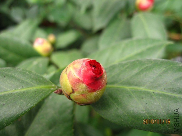 ��Ƭ10-1-16c 02411.jpg