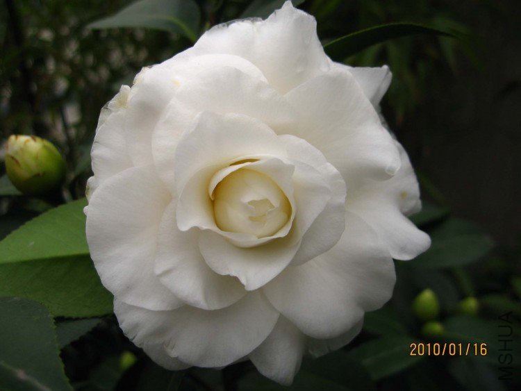 ��Ƭ10-1-16c 01311.jpg