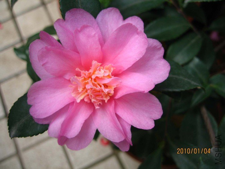 ��Ƭ10-1-4c 00311.jpg