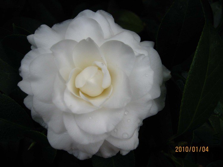 ��Ƭ10-1-4c 00411.jpg