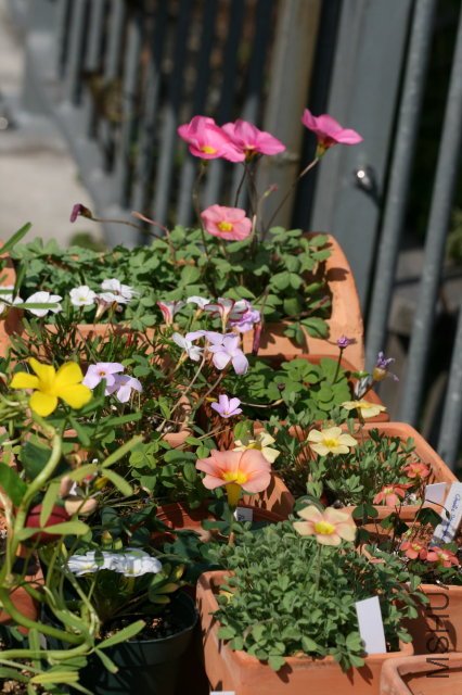 Oxalis 2010 01 16.jpg